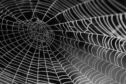 ARACNE